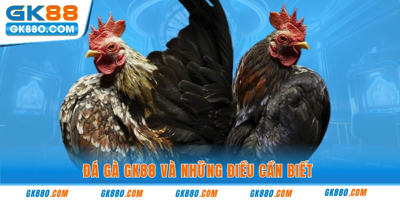 Đá gà GK88 và những điều cần biết